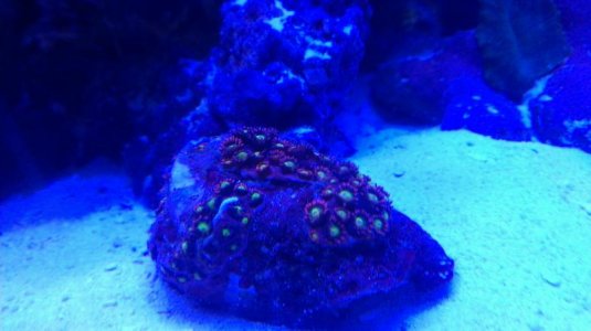 red jewel goniopora.jpg
