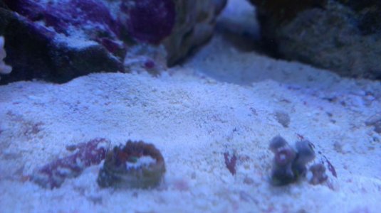 new blasto and zoo frag.jpg