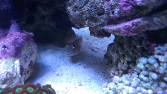 diamond goby.jpg