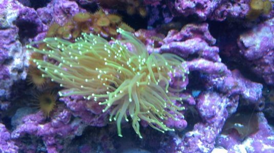 torch coral.jpg