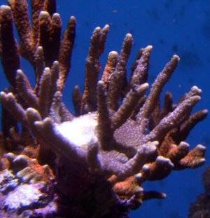 IMG_1027[1].jpg