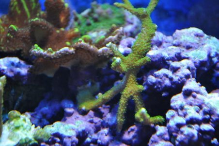 rc monti digitata.jpg