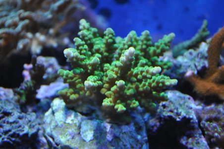 rc green acropora.jpg