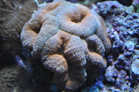 lobo orange and green.jpg