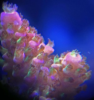 ProcoralsRainbow.jpg