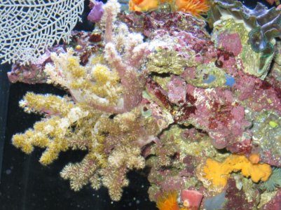 reeftank 015.jpg