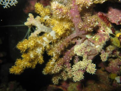 reeftank 004.jpg