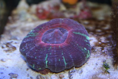 Scolymia Australis - Plum.jpg