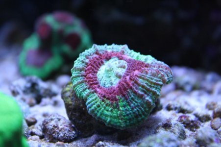 Scolymia Vitiensis - Red Blue.jpg