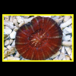 Scolymia Australis - Ember.jpg