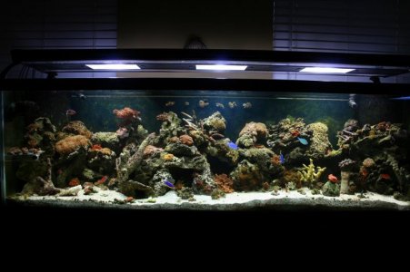 full tank shots 125.jpg