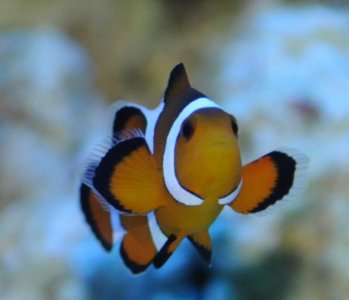 Ocellaris Clownfish 01:12:10.2.jpg