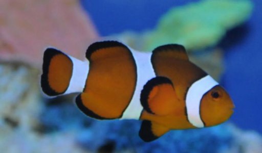 Ocellaris Clownfish 01:12:10.3.jpg