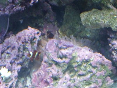 2010_0101clownfish0001.jpg