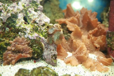 half & half zoas.jpg