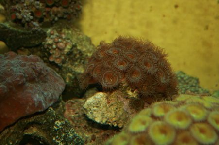 upclose zoa.jpg