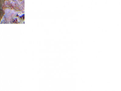 unknown coral.jpg