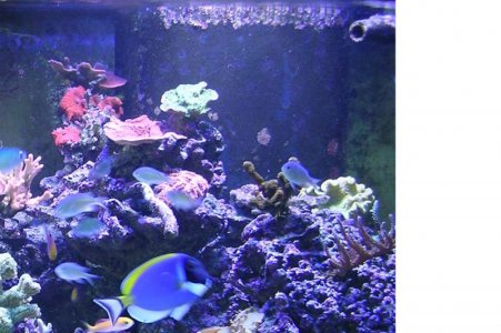 leng si  month old.jpg