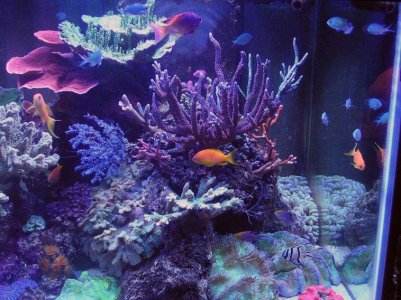 right side of my 120 reef.jpg