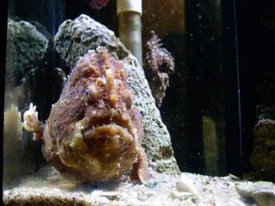 Frogfish.jpg