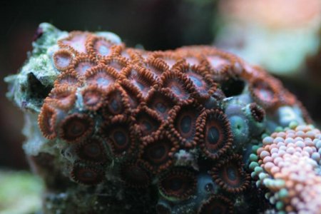 zoa.jpg