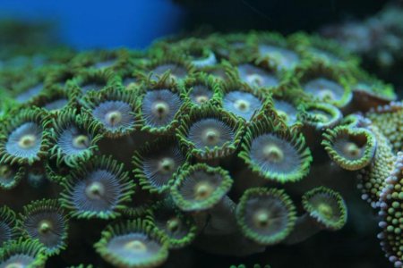 zoanthus sp.jpg