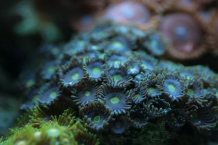 zoanthus_sp.jpg