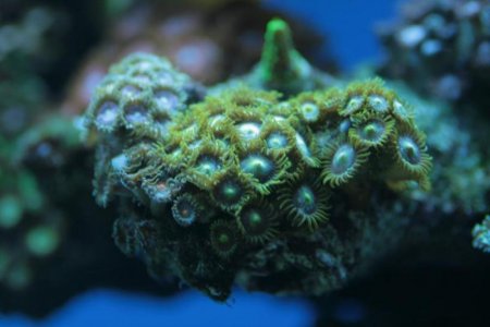 zoa sp.jpg