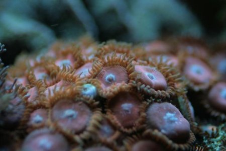 zoa_sp.jpg