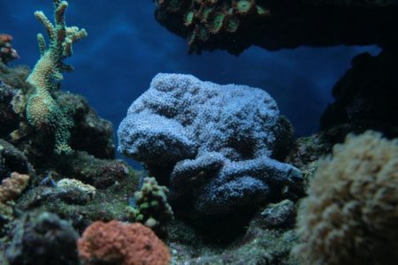 Montipora_tuberculosa1.jpg