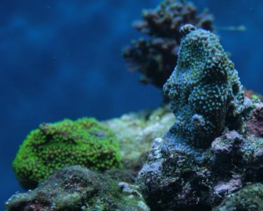Montipora_sp.JPG