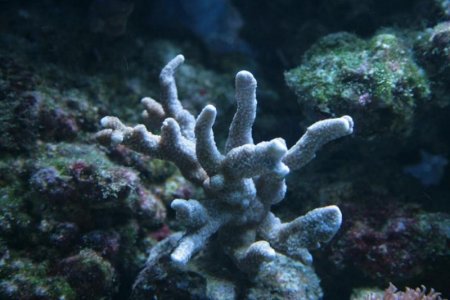 Montipora_digitata.jpg