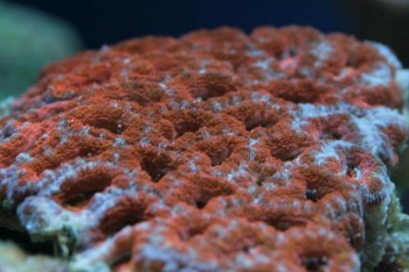 Acanthastrea.jpg