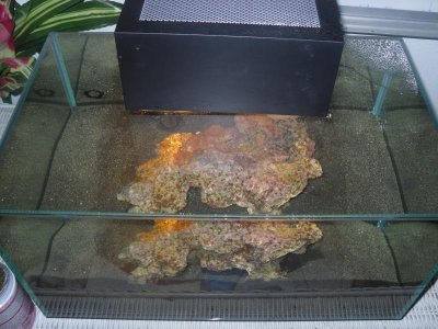 fluval edge 004.jpg