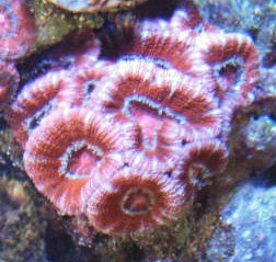 acans.JPG