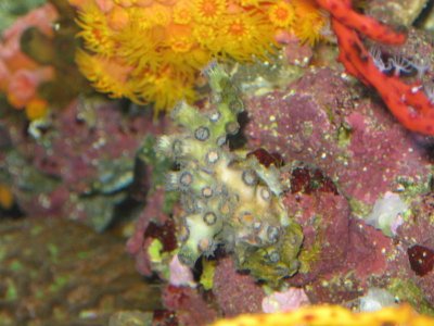 reeftank 010.jpg