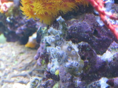 reeftank 023.jpg