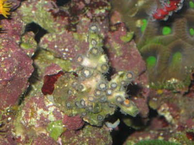 reeftank 011.jpg