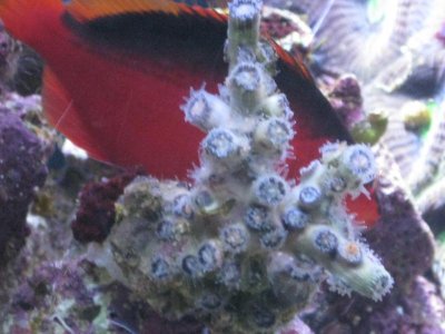 reeftank 029.jpg