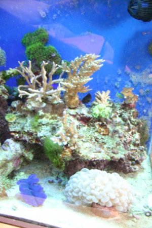 tankstuff 003 (338 x 507).jpg