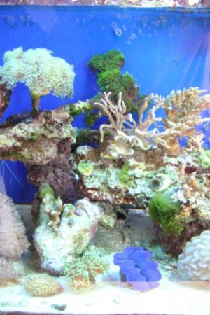 tankstuff 002 (338 x 507).jpg