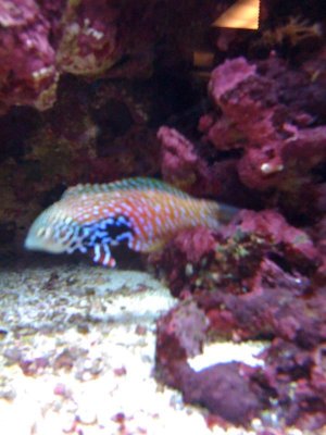 Wrasse.jpg