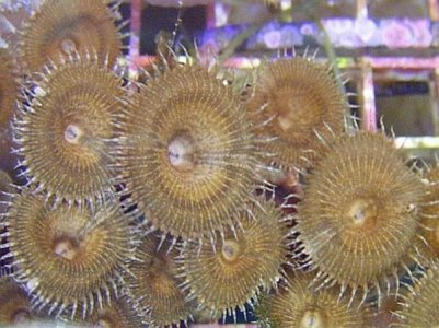 zoa-brown-lrge-1.jpg