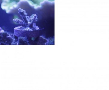 Small SPS a frag.jpg