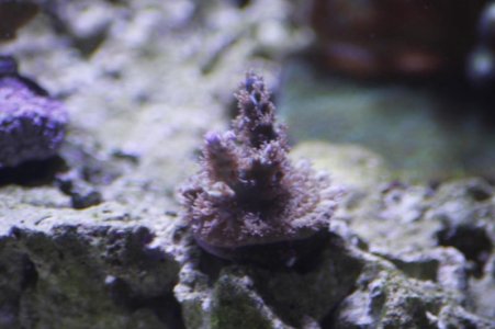small sps frag a 2.jpg