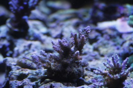 small sps frag a 3.jpg