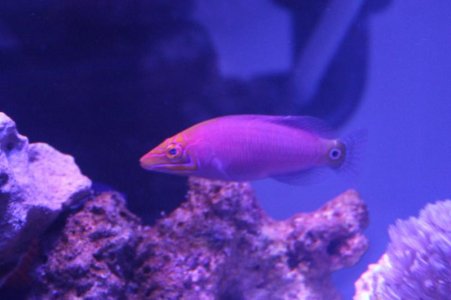 MYSTERYWRASSE.jpg