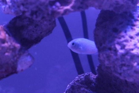 CHROMIS.jpg