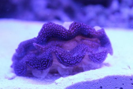 SQUAMOSA CLAM.jpg