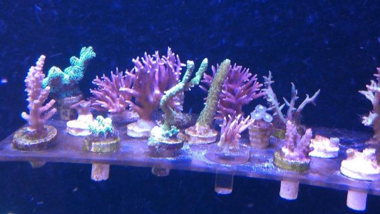 frag rack.jpg